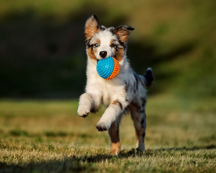 Spaying & Neutering, Staten Island Veterinarians