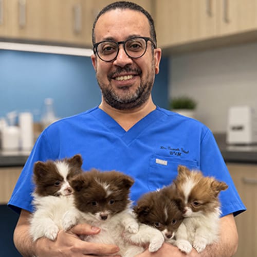 Dr. Sameh Saad, Staten Island Veterinarian