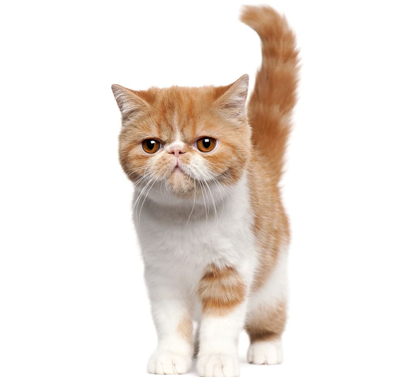 Cats, Aadobe Animal Hospital