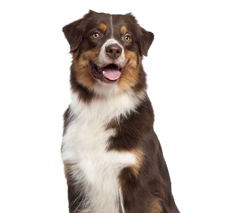 Large Dogs, Aadobe Animal Hospital
