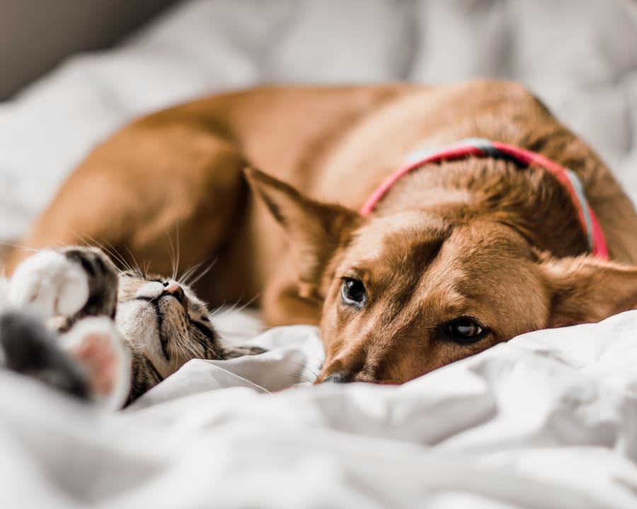 pet wellness plans